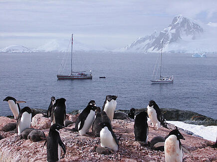 Pinguine beobachten auf der Antarktis Segelreise mit der Santa Maria Australis 