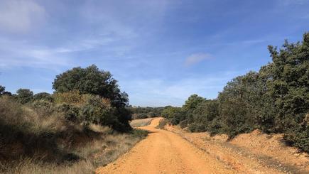 Rote Erde, grüne Natur und blauer Himmel auf der Pilgerwanderung "Camino Frances"