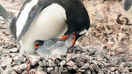 Pinguine von Nahem beobachten auf Antarktis Expeditionsreise