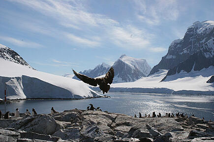 Während der Antarktis Expedition mit der Santa Maria Australis Vögel beobachten