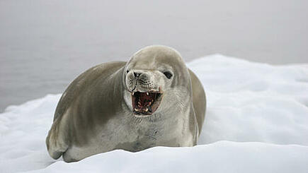  Begegnung mit Robben auf Antarktis Expedition