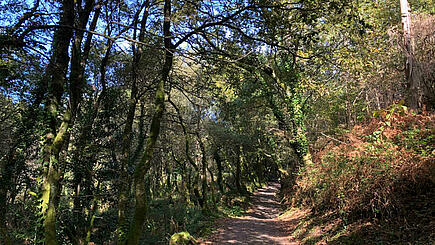 Dichte alte Wälder auf dem Jakobsweg Portugal bei Pontvedra