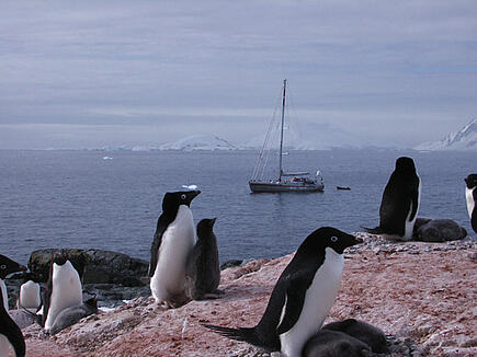 Pinguine beobachten auf der Antarktis Segelreise mit der Santa Maria Australis 