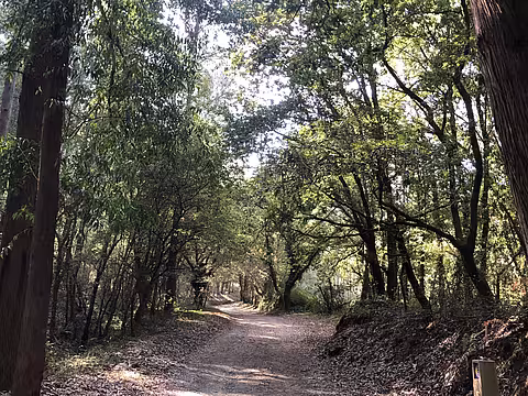 Forest path on the Camino Primitivo