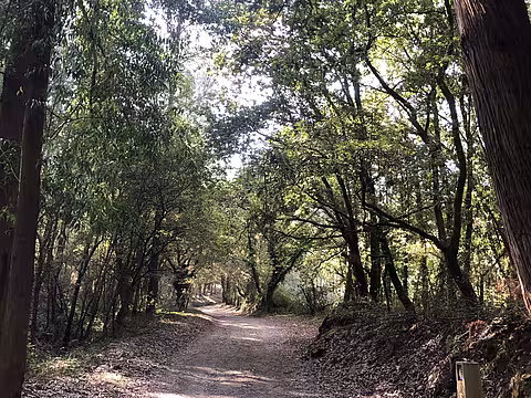 Waldweg auf dem Camino Primitivo