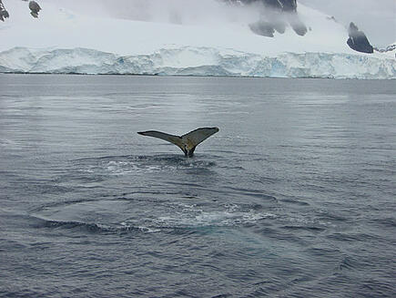 Walflosse ragt aus dem Meer auf Segelreise in die Antarktis