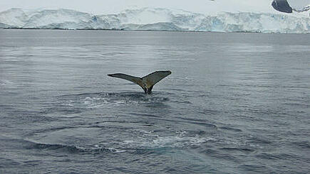 Whale watching during Antarctica travel by sailboat