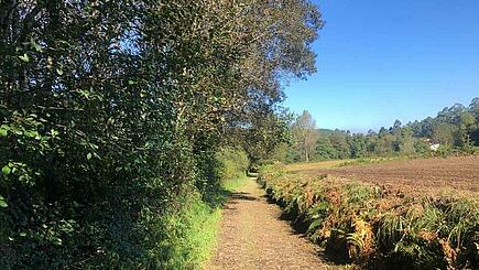 Path along a vinyard on the Camino Portugues Central Route