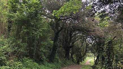 Waldweg auf dem spanischen Küstenweg Camino del Norte