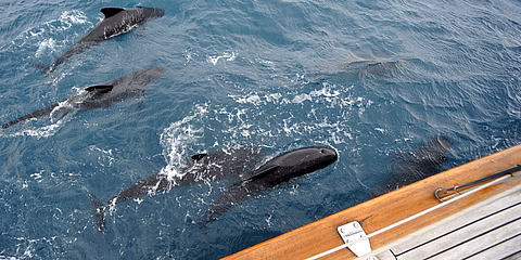 Pilot whales next to a ship during a sailing trip