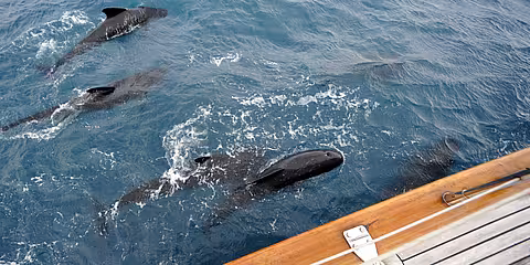 Pilot whales next to a ship during a sailing trip