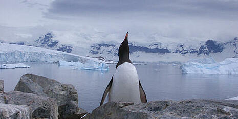 Während der Antarktis Segelreise mit der Santa Maria Australis Pinguine beobachten