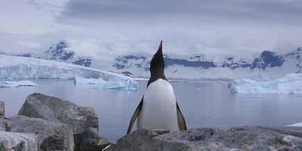 Pinguine beobachten auf Antarktis Expeditionsreise