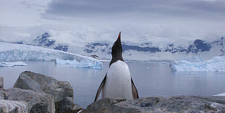 Watching penguins during the Antarctic sailing expedition with the Santa Maria Australis