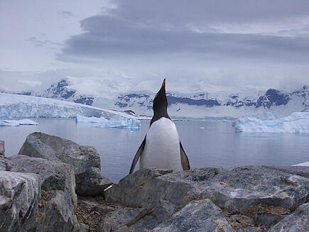 Während der Antarktis Segelreise mit der Santa Maria Australis Pinguine beobachten