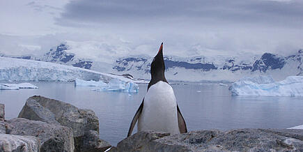 Watch penguins on your Antarctica travels