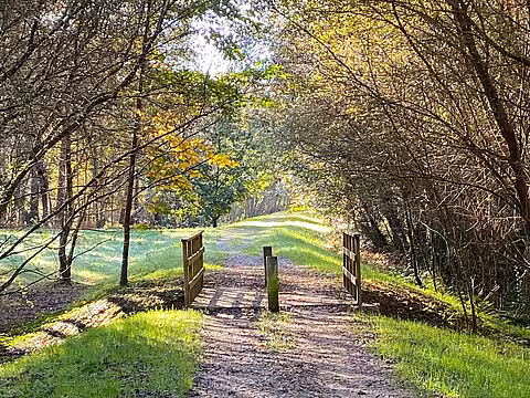 Bridge in a forest on the Camino Inglés