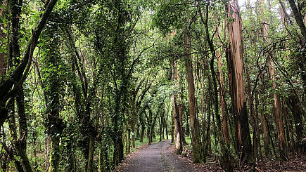 Waldweg auf der Pilgerroute "Camino Primitivo" 