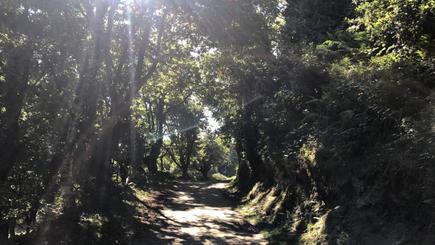 Wanderwege durch grüne Wälder auf dem Camino de Santiago