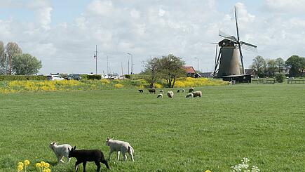 Grüne Weide mit Lämmern und Windmühle auf Rad- und Schiff Reise, Holland