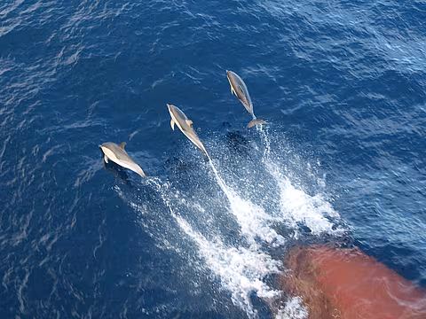 [Translate to Slowtravel experience:] Delphine schwimmen vor einem Frachtschiff