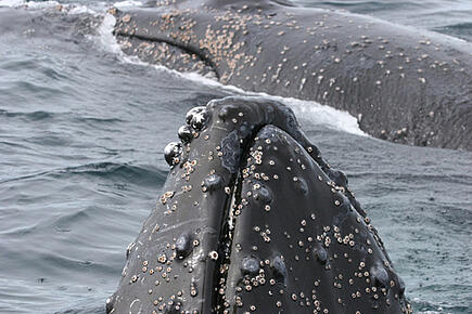 An Bord der Santa Maria Australis Wale in der Antarktis beobachten