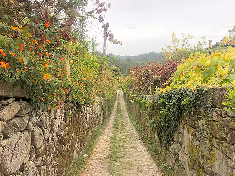 Path with Dry Stone Walls on the Portuguese Camino