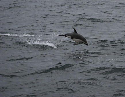 Watching dolphins during the Antarctic sailing expedition with the Santa Maria Australis